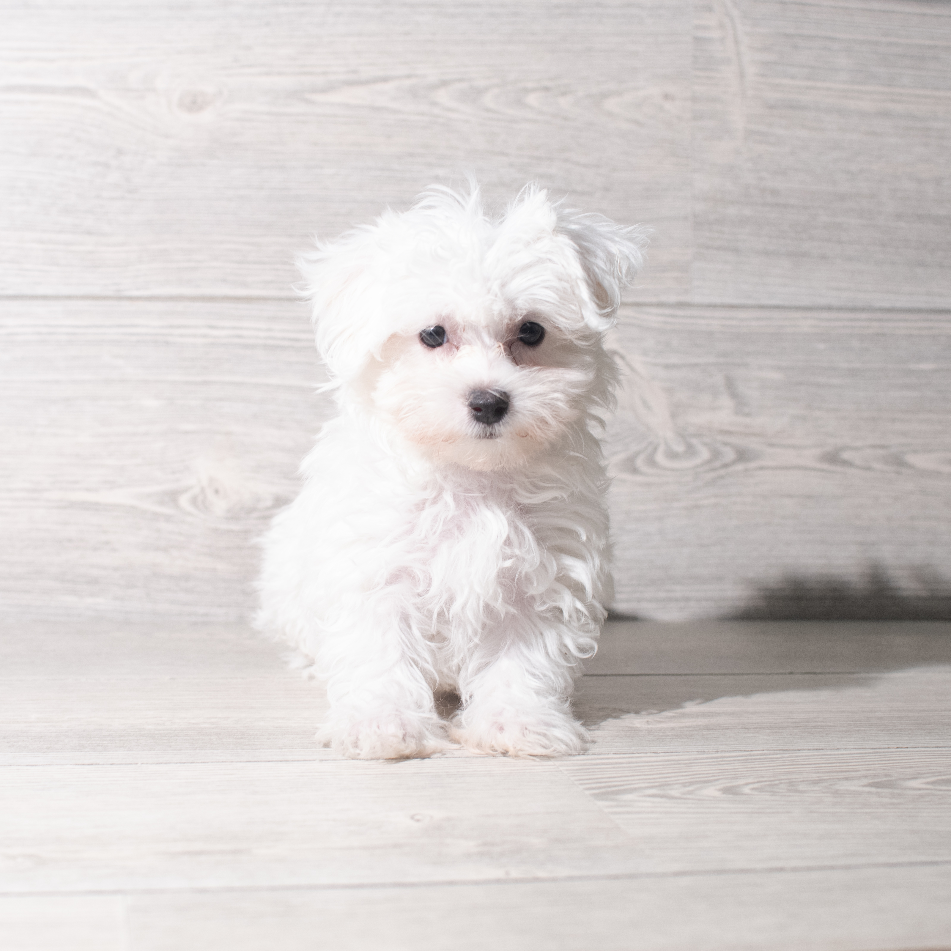 Maltipoo (F) 5537 Image #1