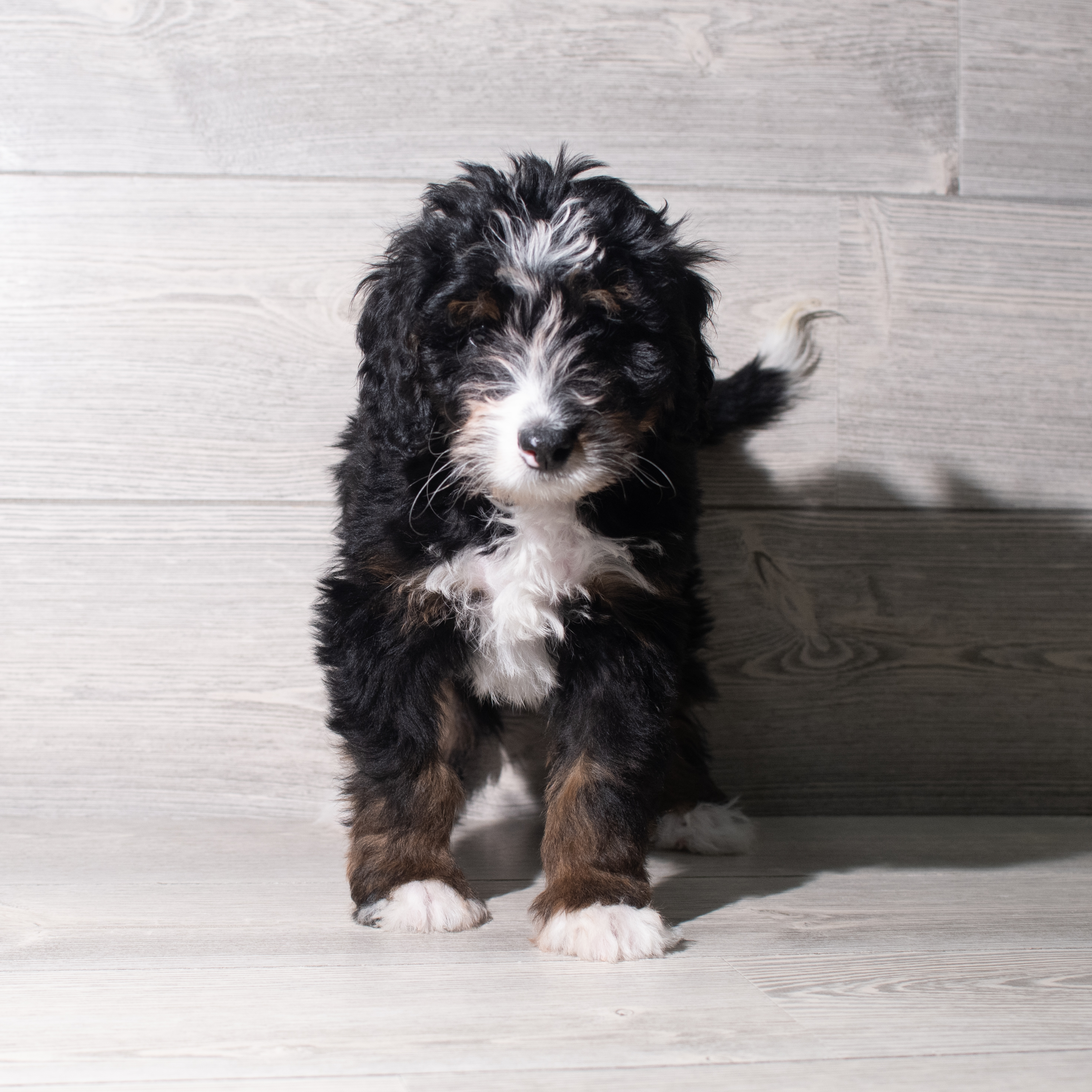 Bernedoodle Mini (M) 5538 Image #1