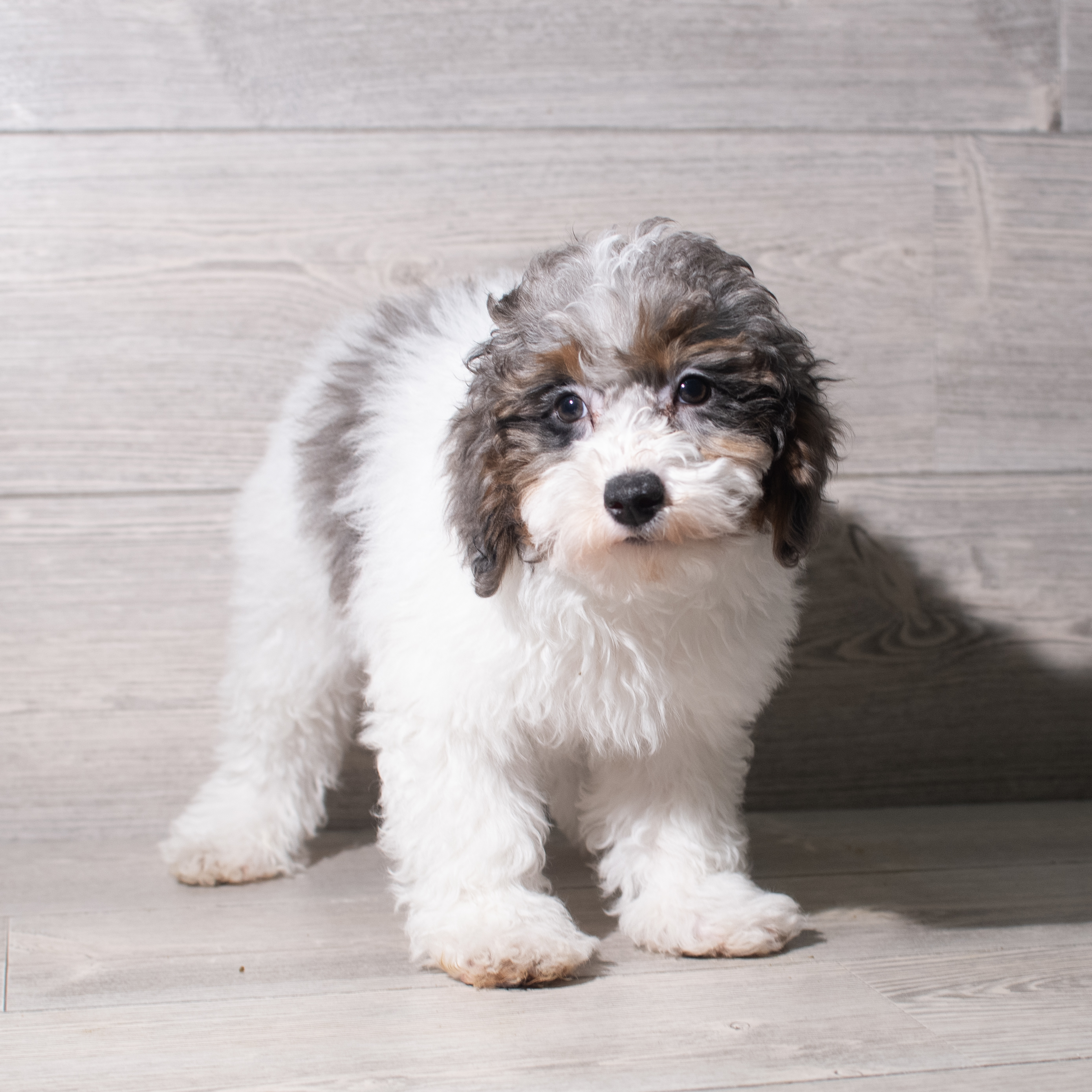 Poodle Mini (M) 5542 Image #1