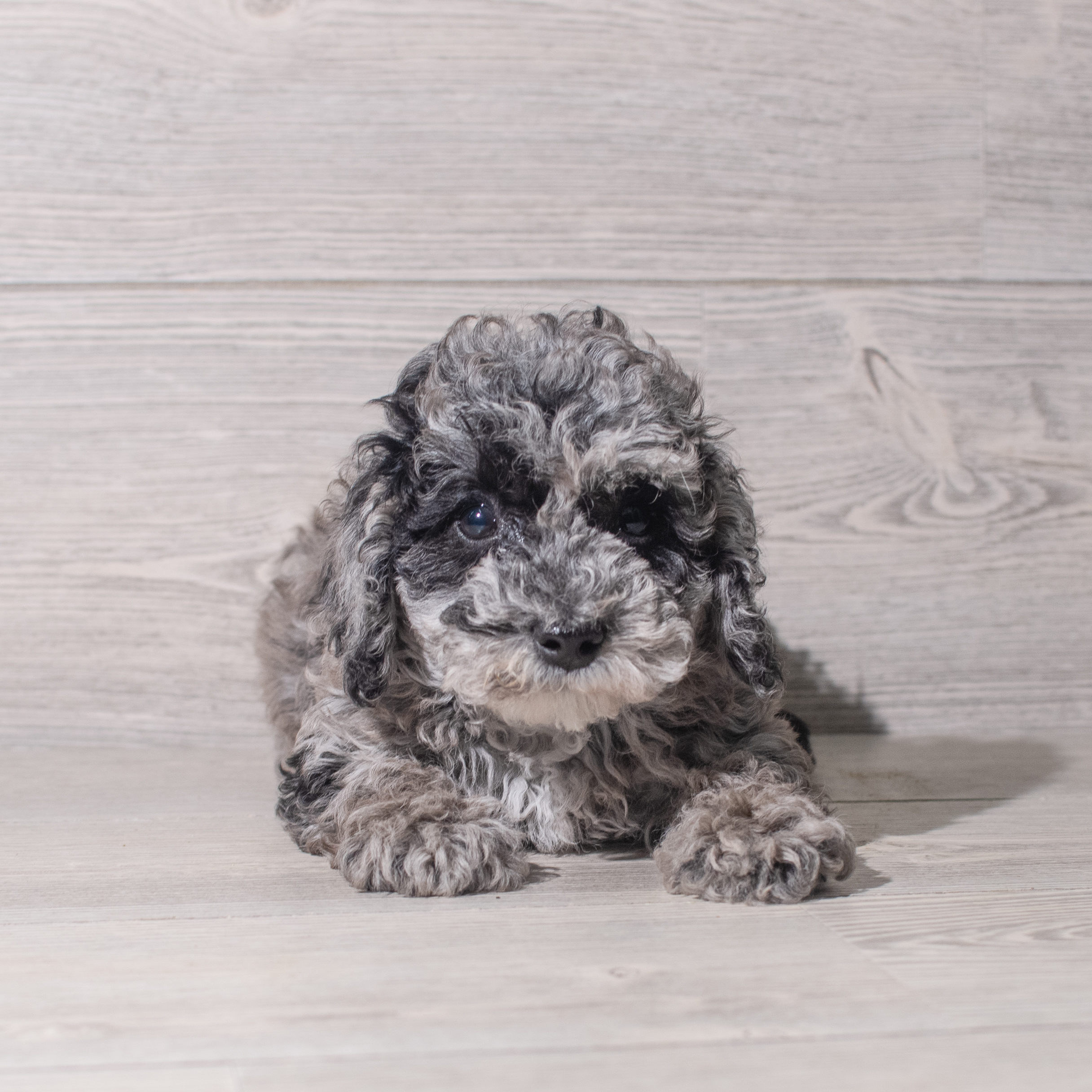 Poodle Mini (F) 5546 Image #1