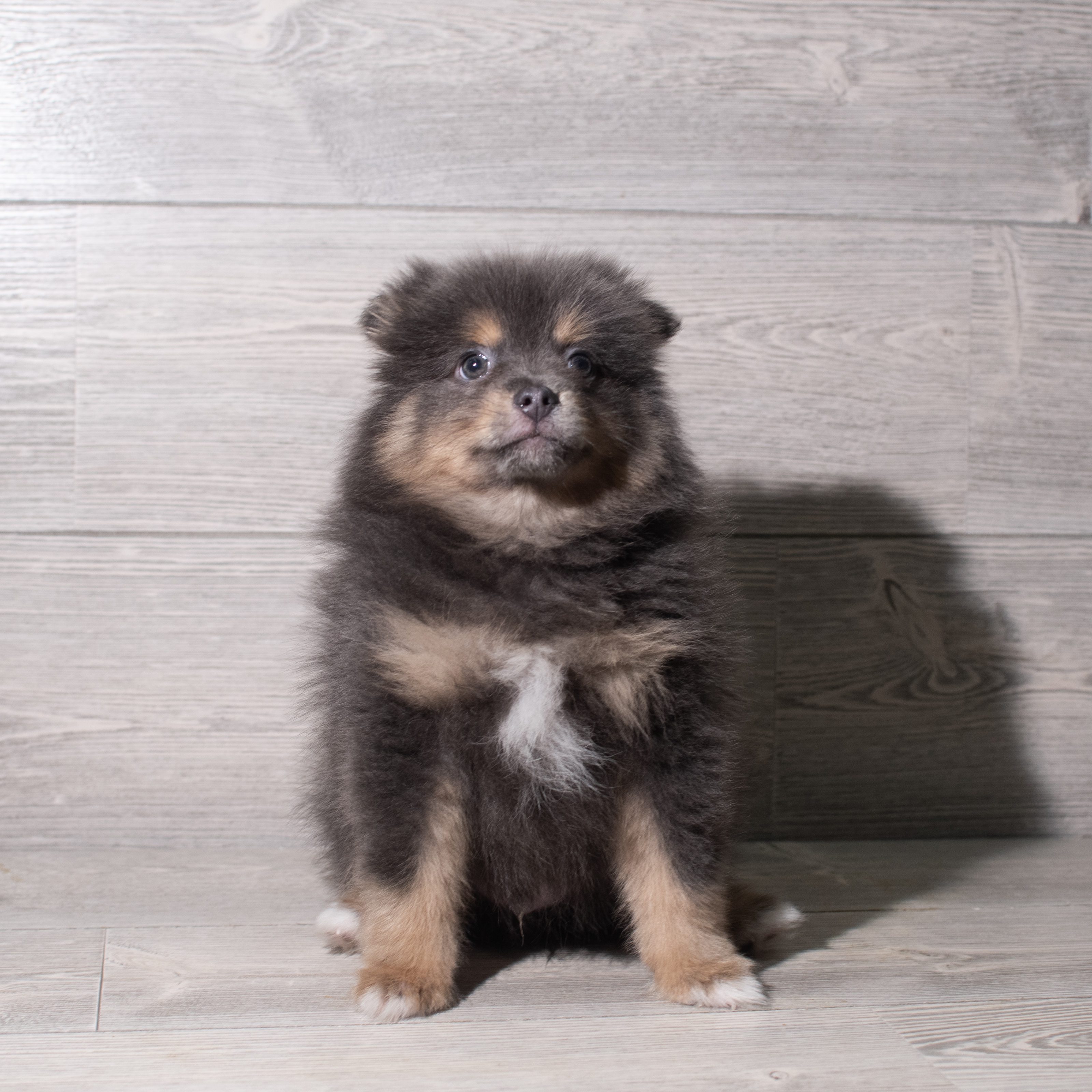 Pomeranian (M) 5547 Image #1