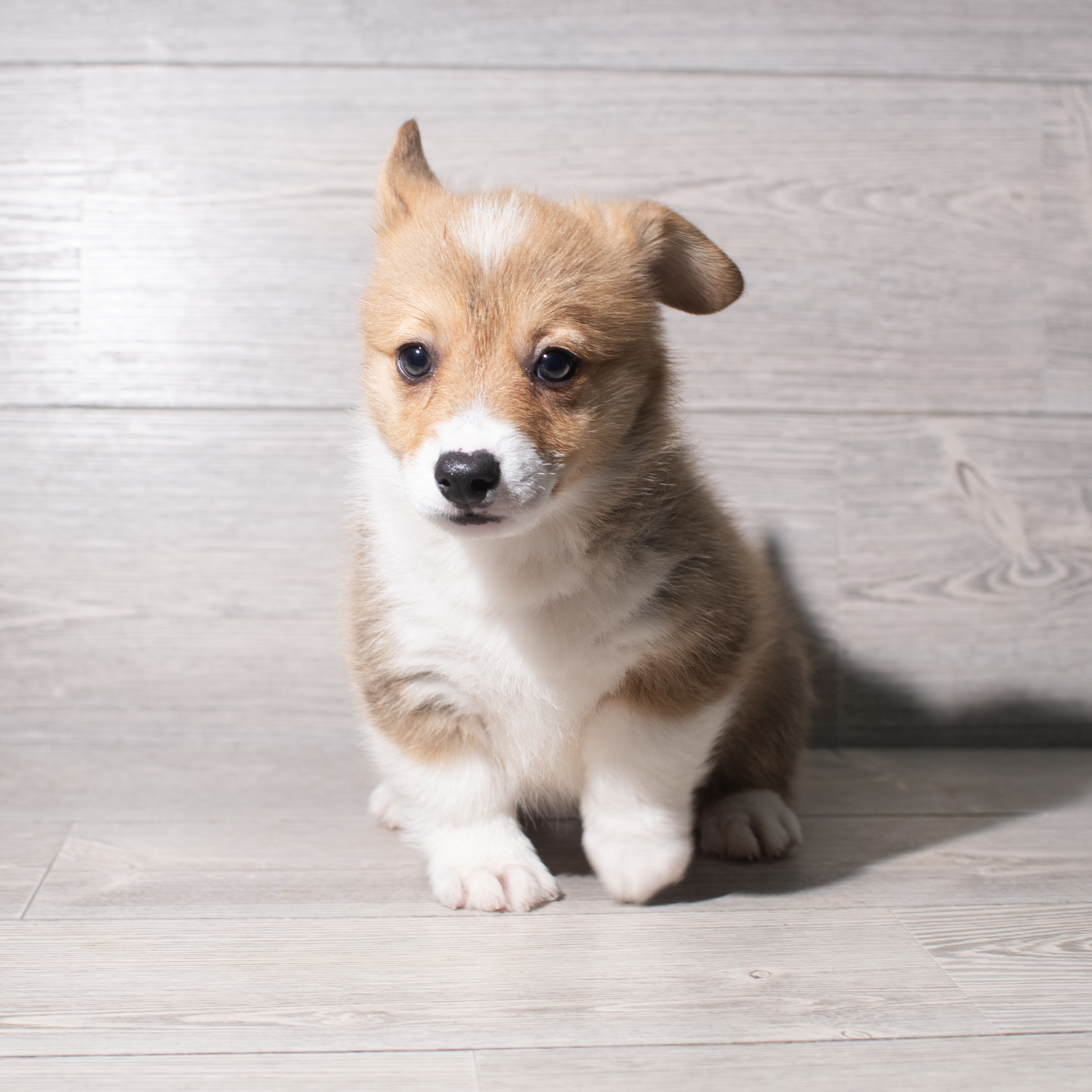 Pembroke Welsh Corgi (M) 5549 Image #1