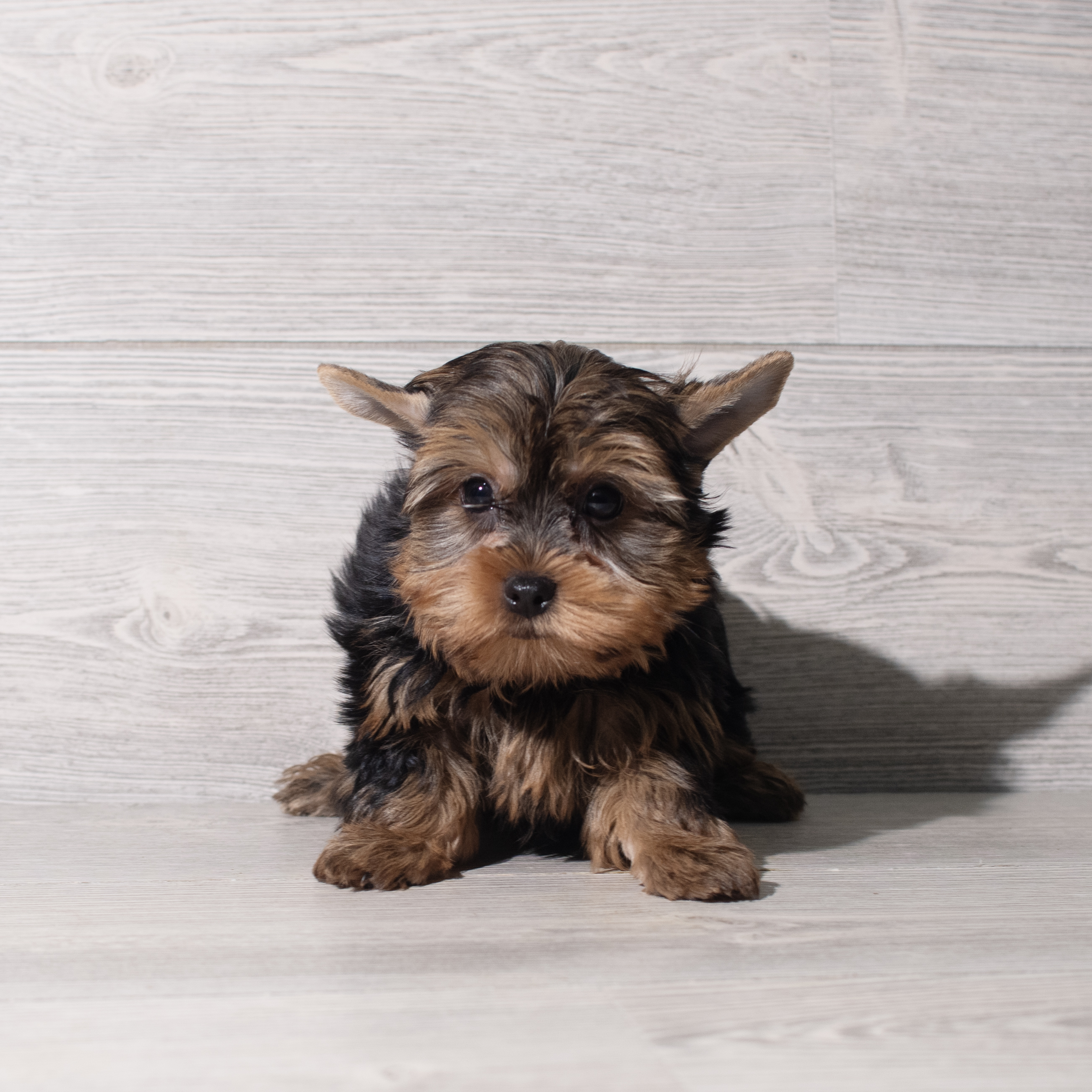 Yorkshire Terrier (M) 5545 Image #1