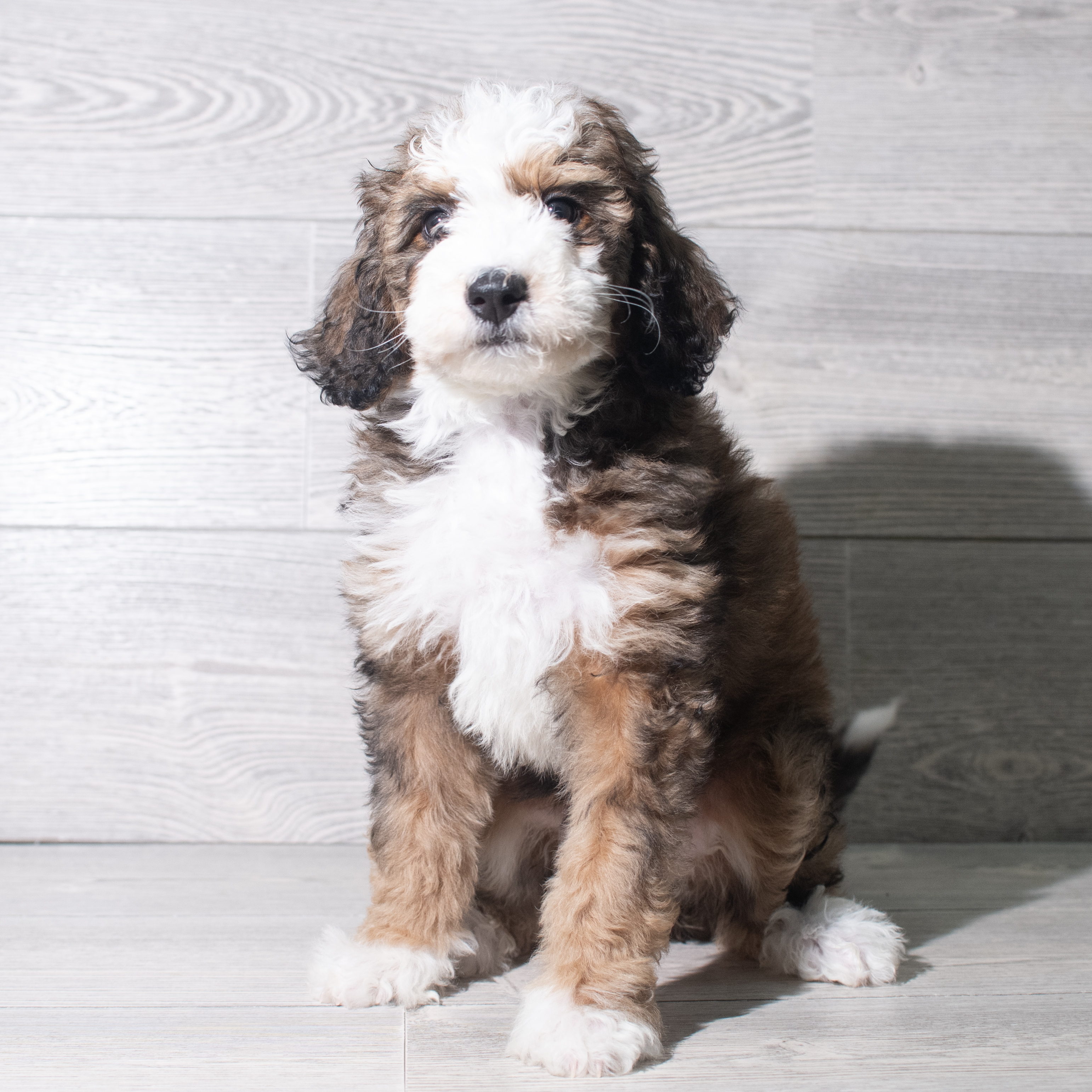 Bernedoodle Mini (F) 5555 Image #1
