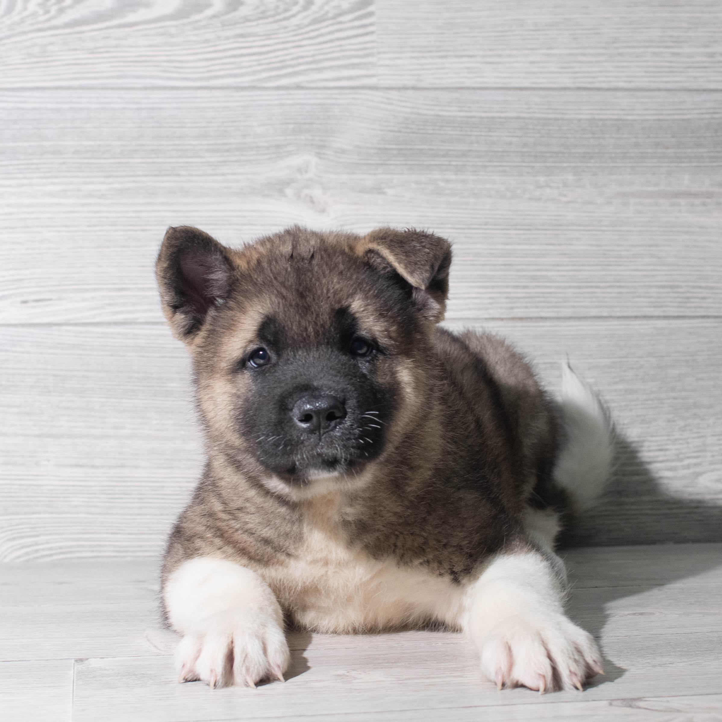 Akita (M) 5557 Image #1