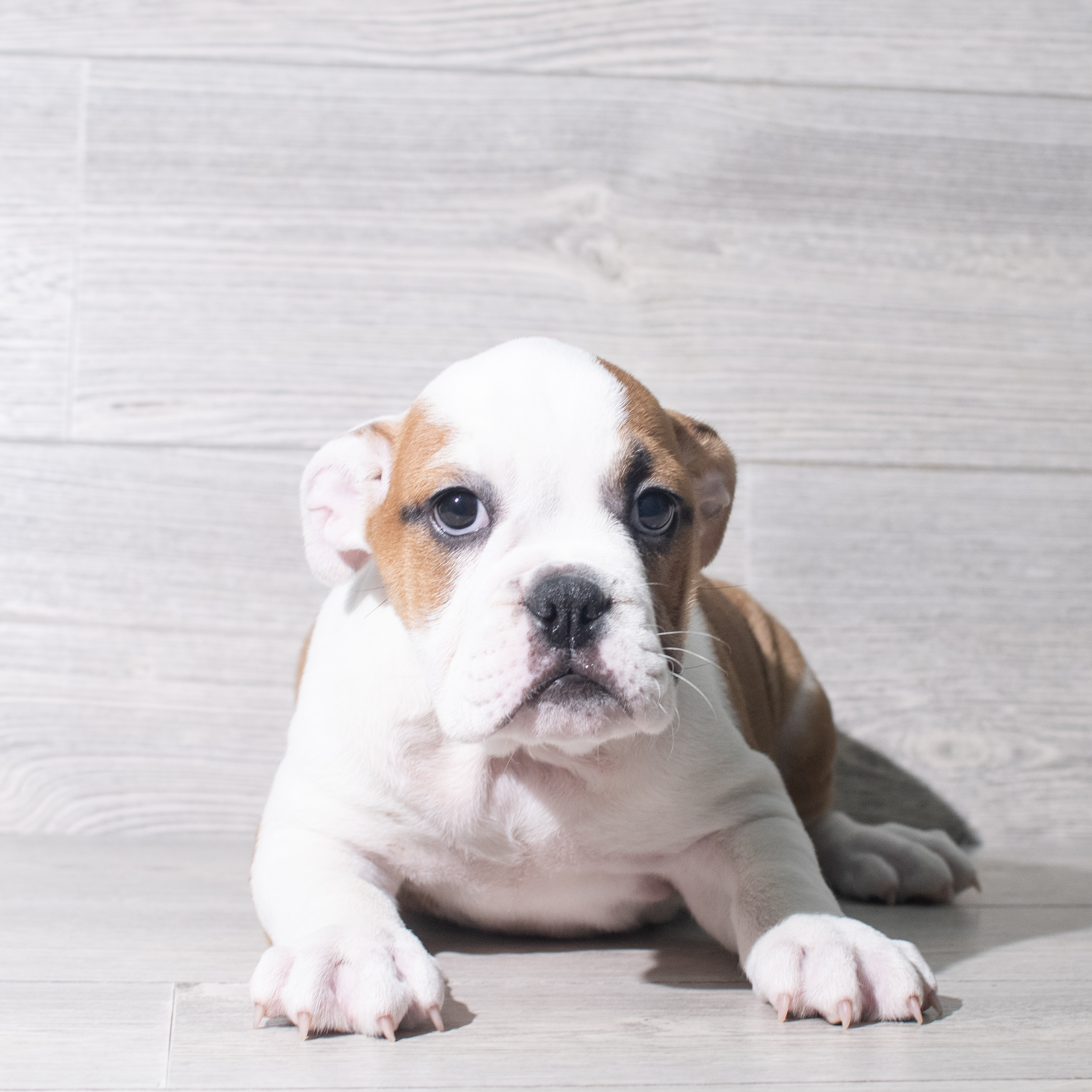 Victorian Bulldog (F) 5566 Image #1