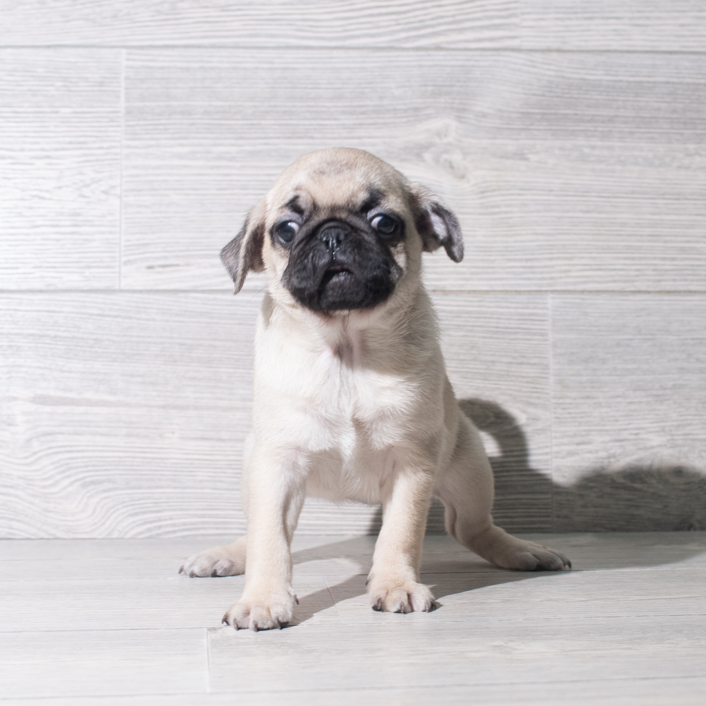 Pug (F) 5561 Image #1