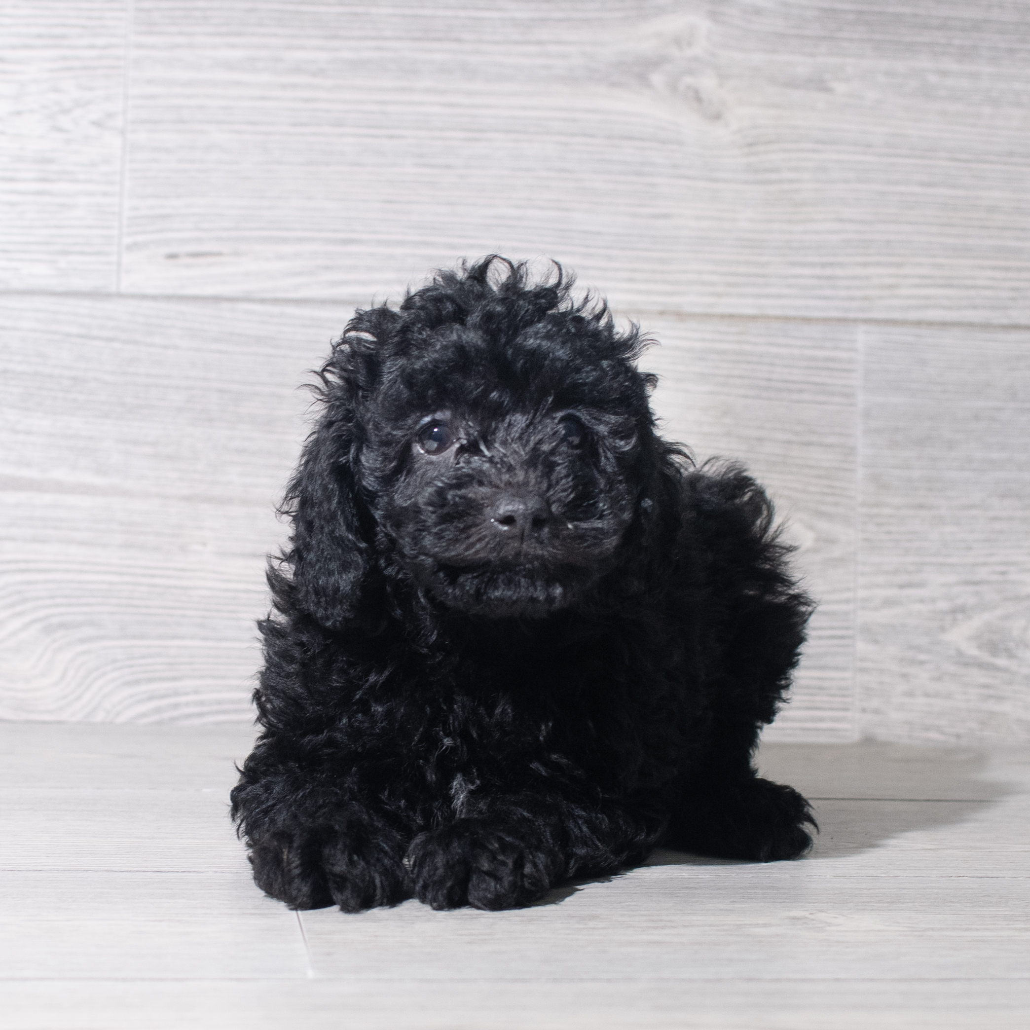 Poodle (M) 5559 Image #1