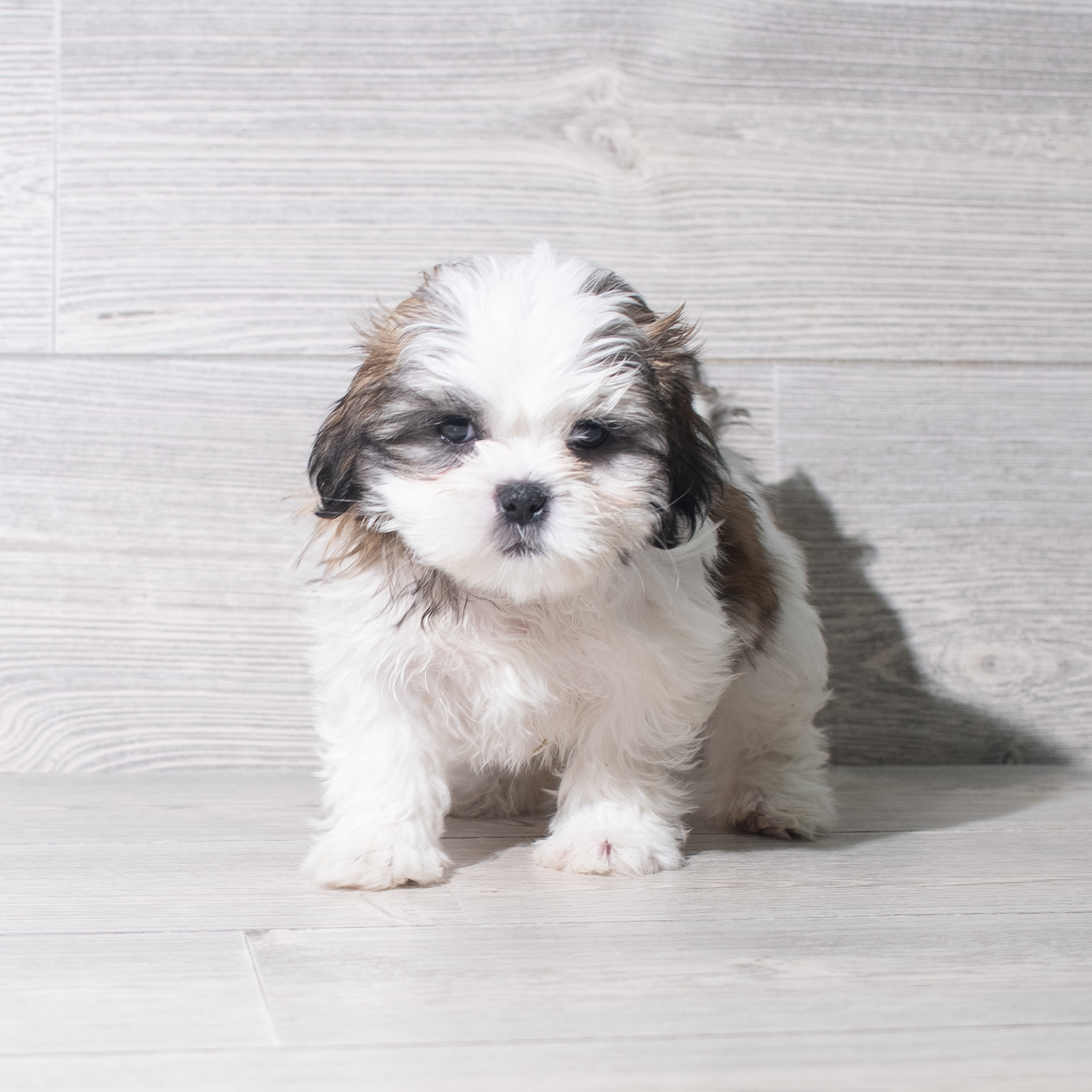 Shih Tzu (F) 5562 Image #1