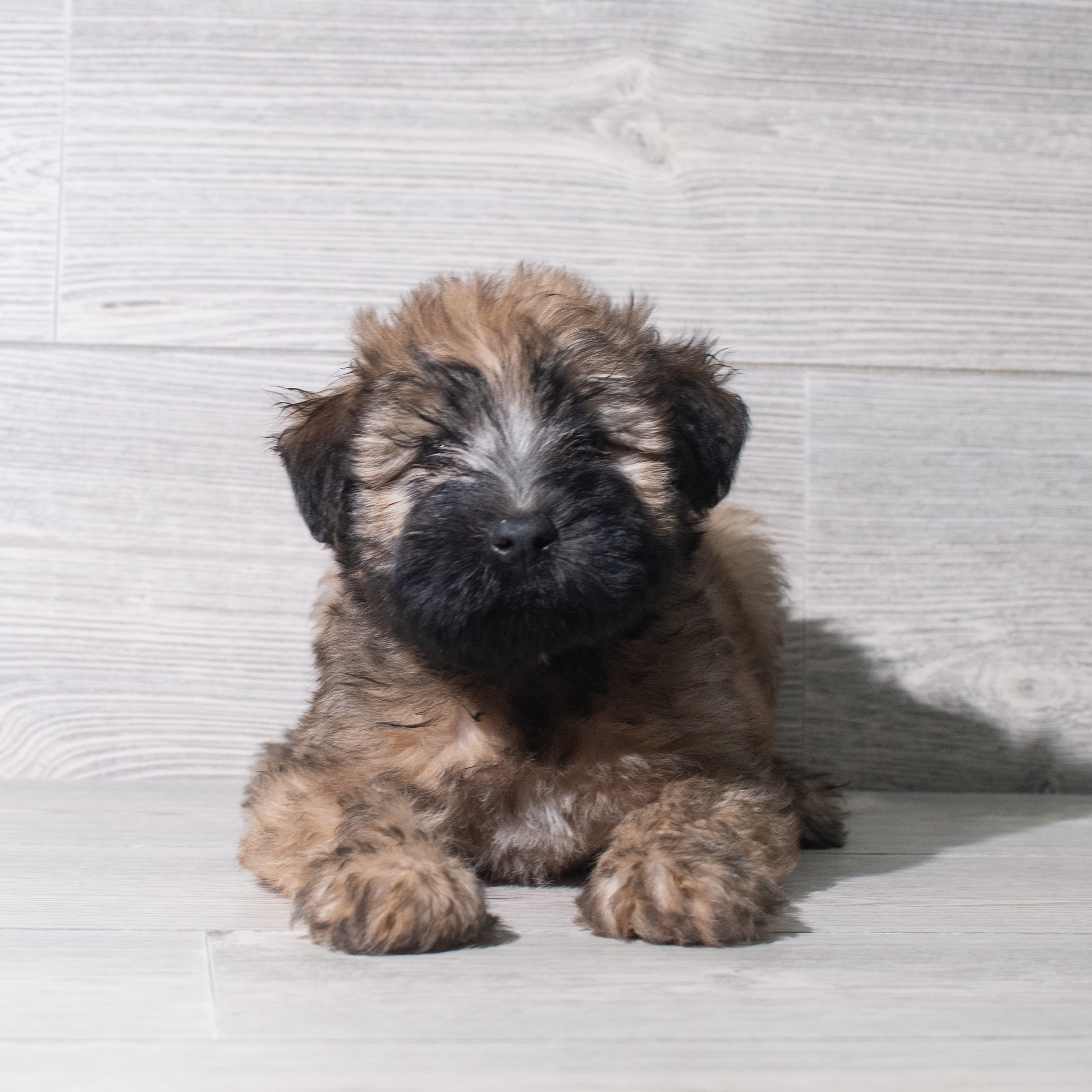 Soft Coated Wheaten Terrier (F) 5556 Image #1
