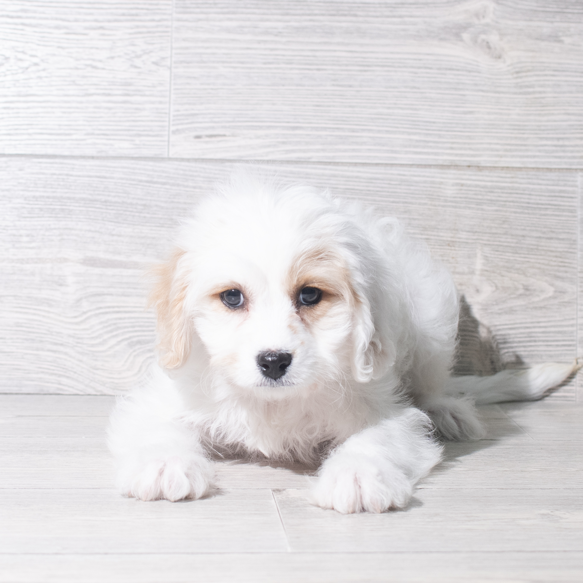 Cavachon (F) 5553 Image #1