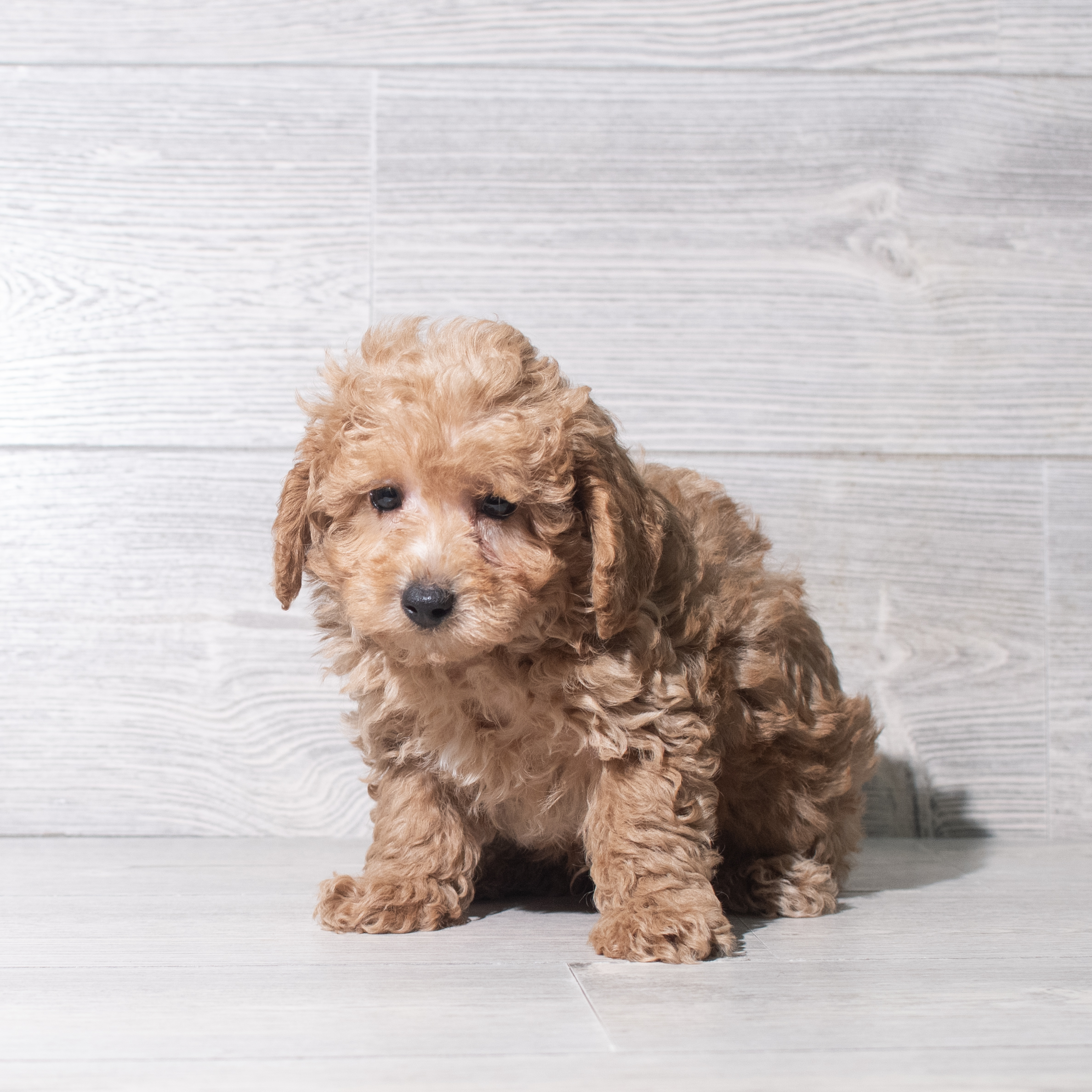 Poodle (M) 5558 Image #1