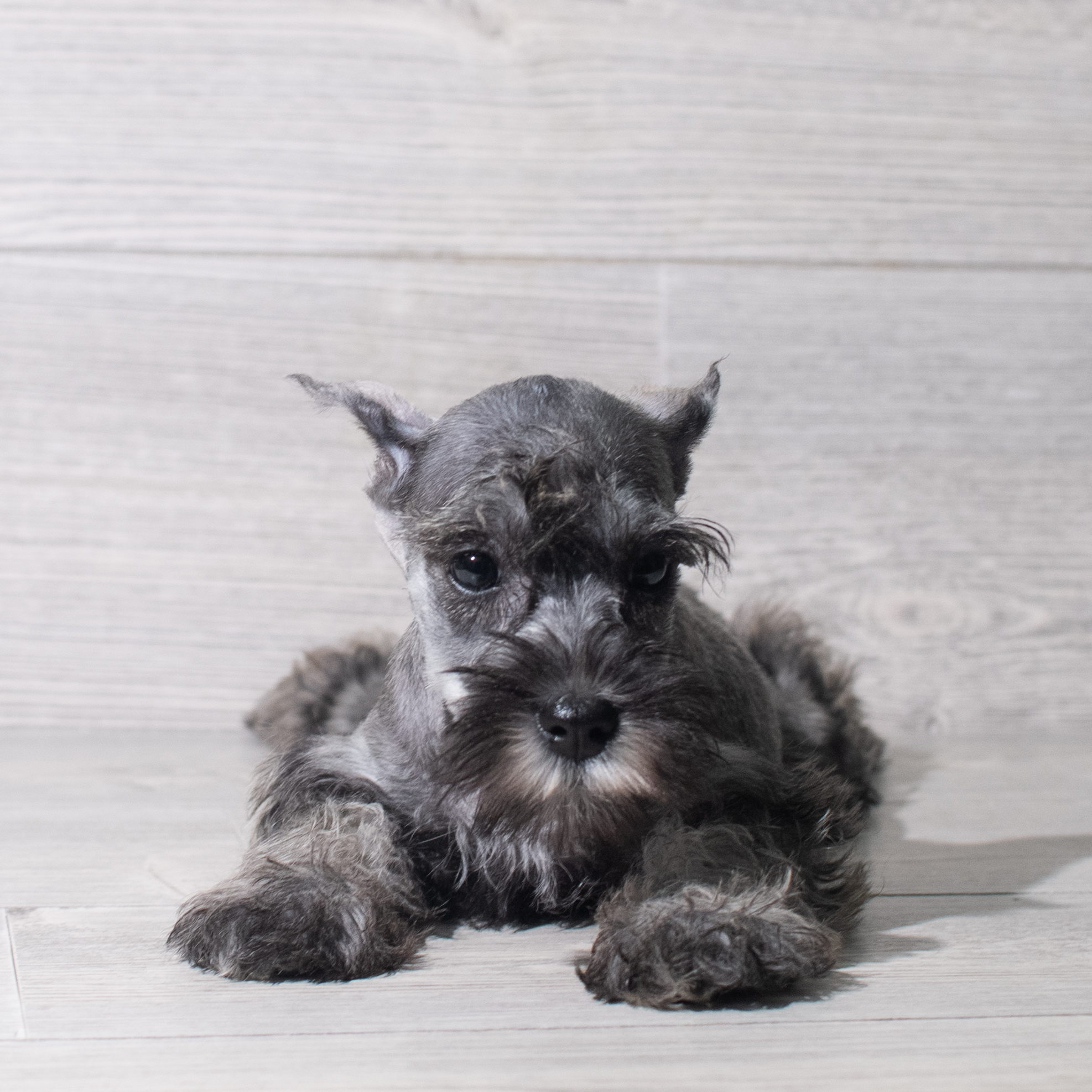 Miniature Schnauzer (F) 5565 Image #1