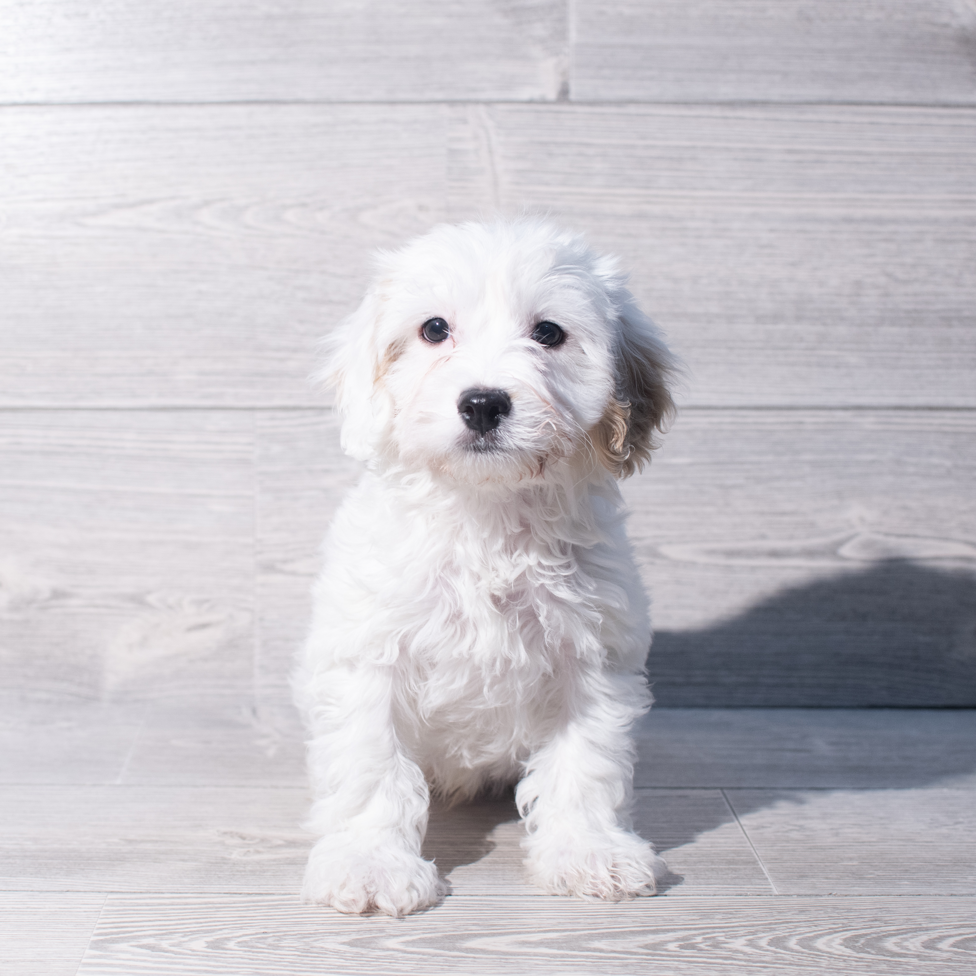 Cavachon (M) 2118 Image #1