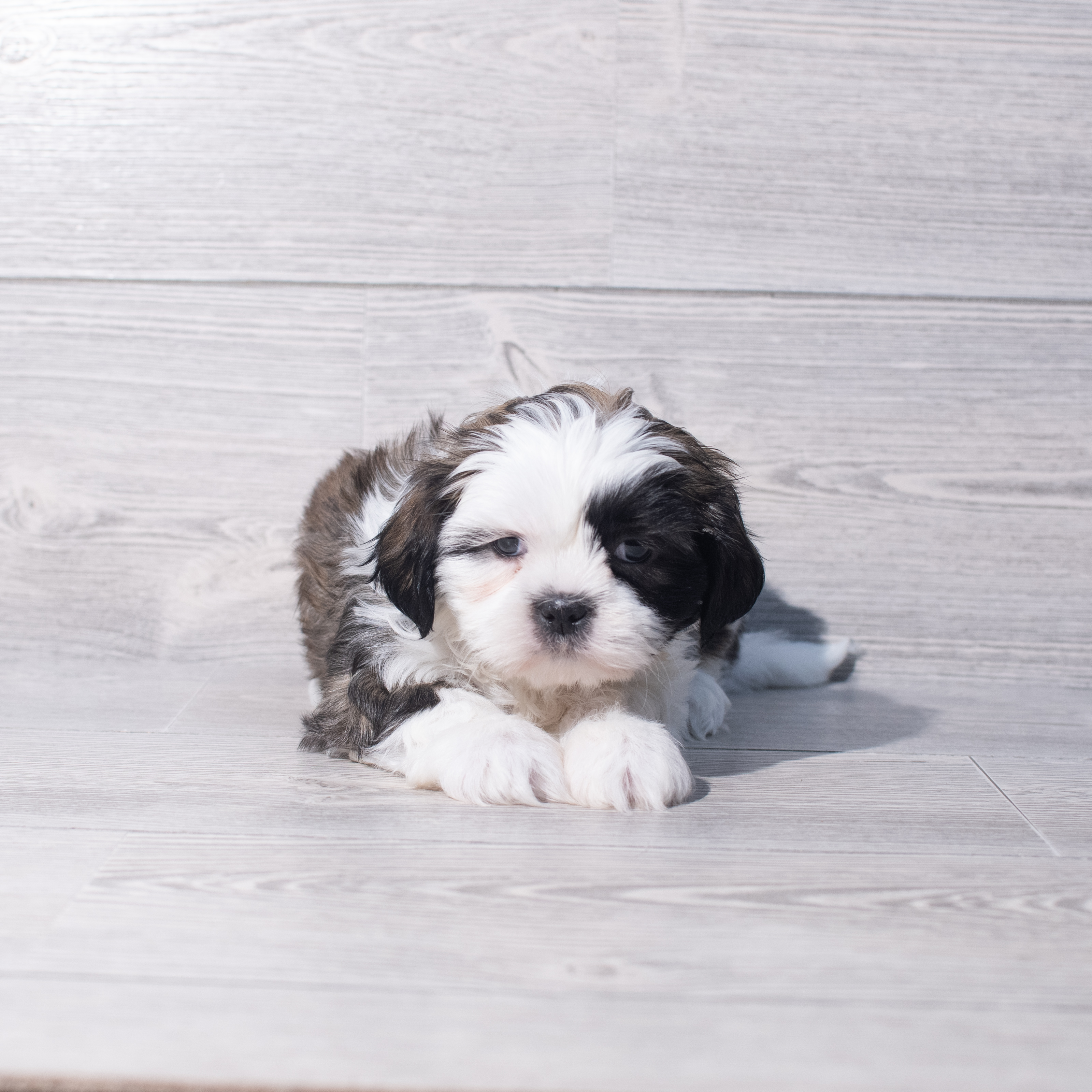 Shih Tzu (M) 2124 Image #1
