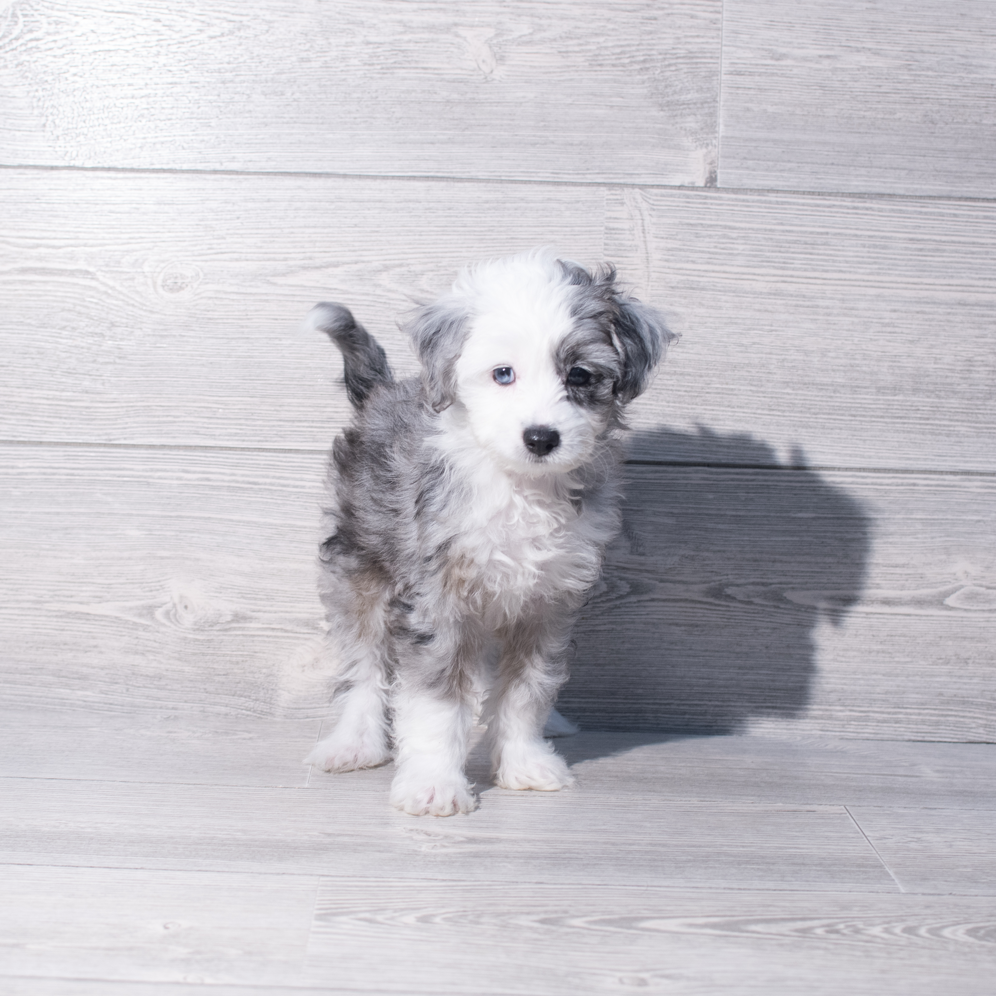 Chipoo (F) 2126 Image #1