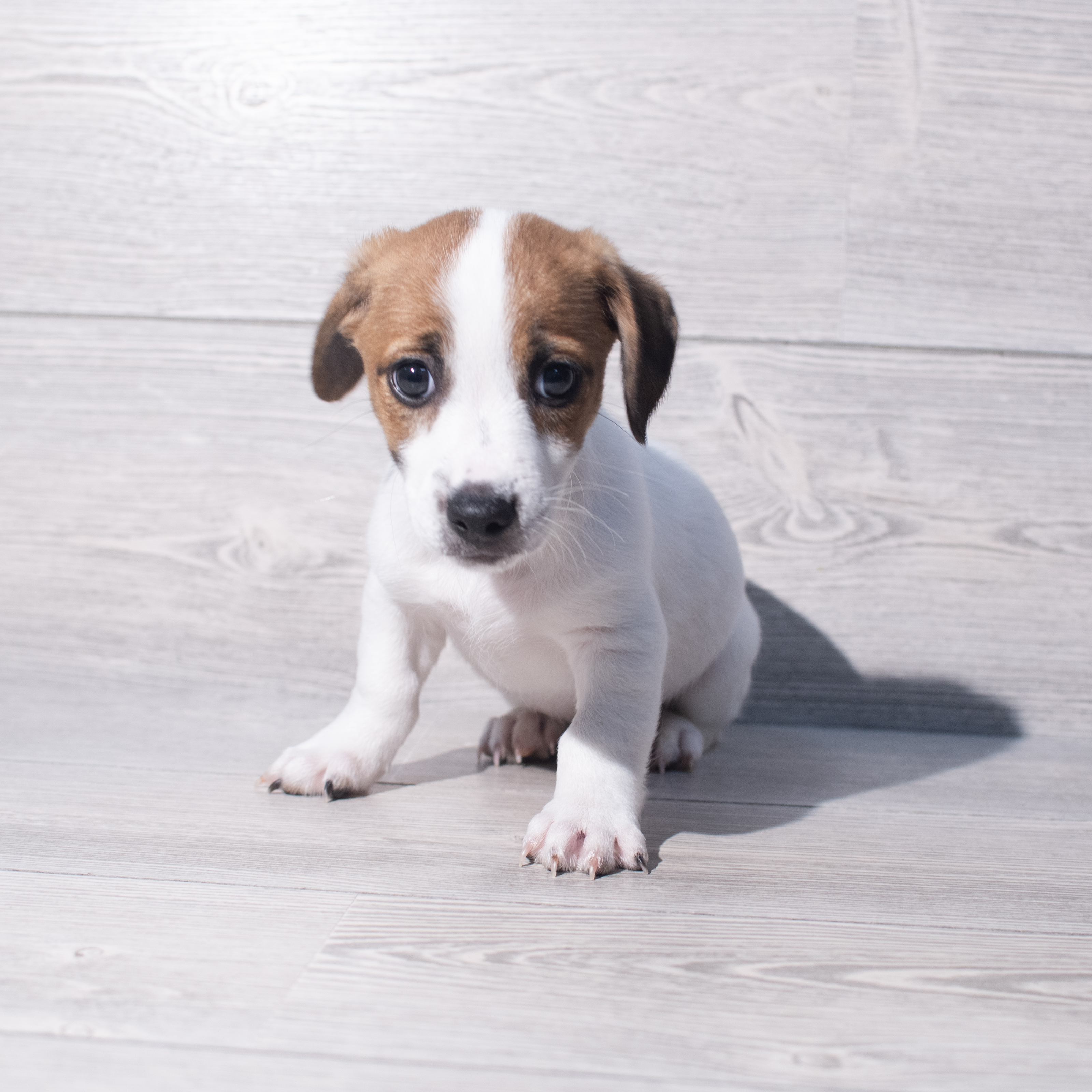 Jack Russell Terrier (M) 2134 Image #1