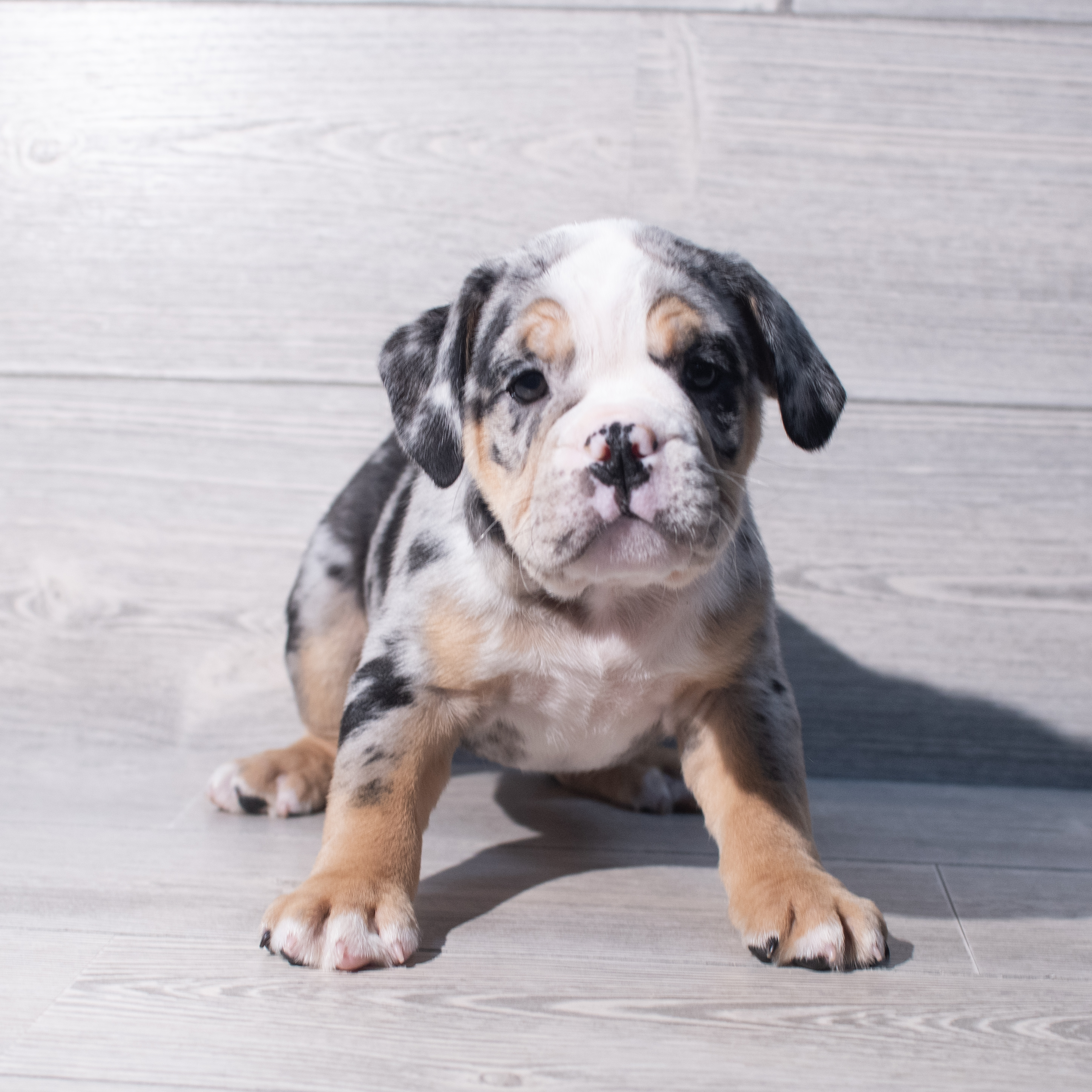 Beabull (M) 2125 Image #1