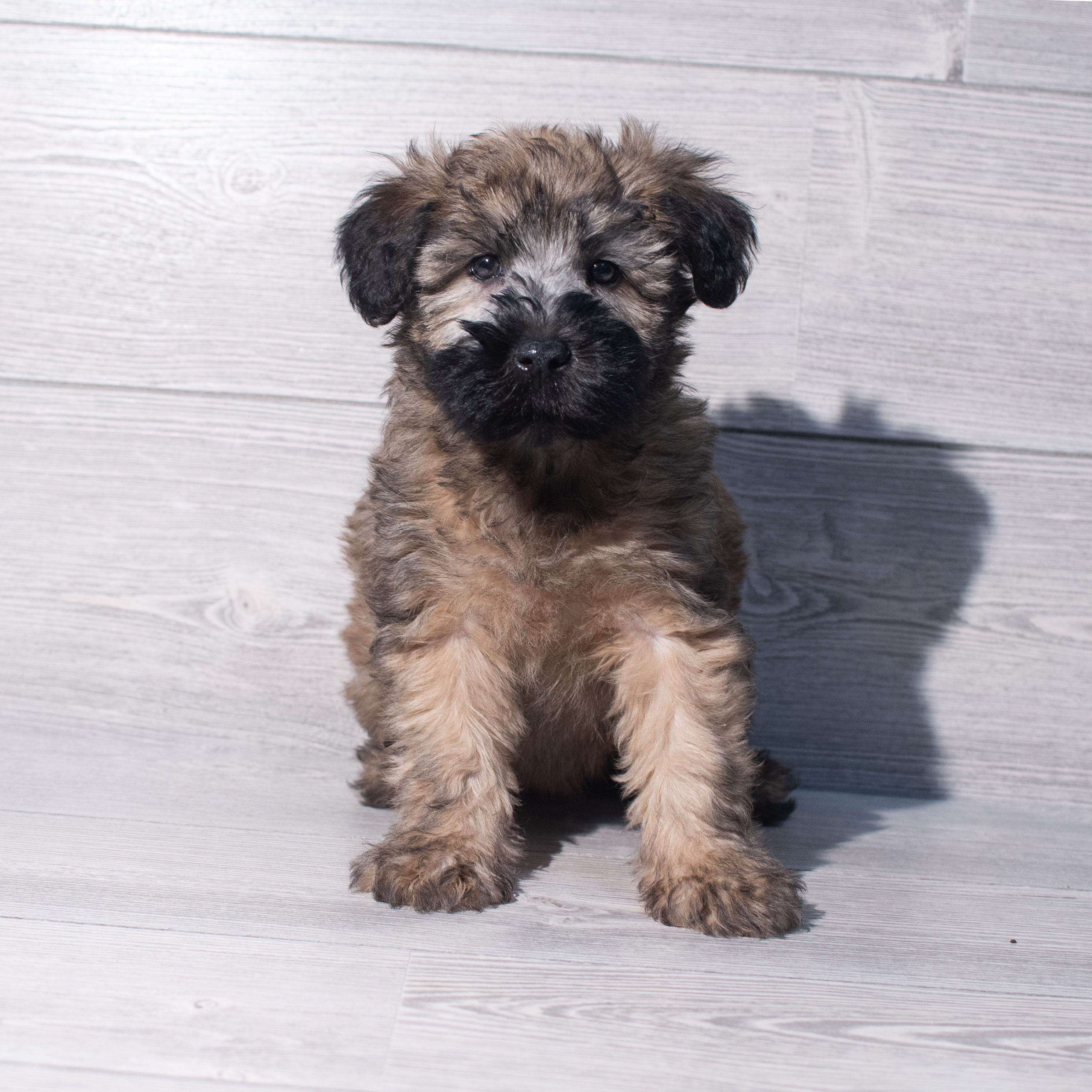 Soft Coated Wheaten Terrier (F) 2128 Image #1