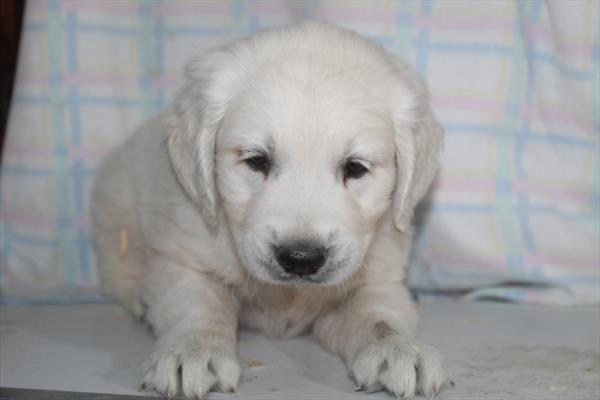 Golden Retriever (M) 2163 Image #1