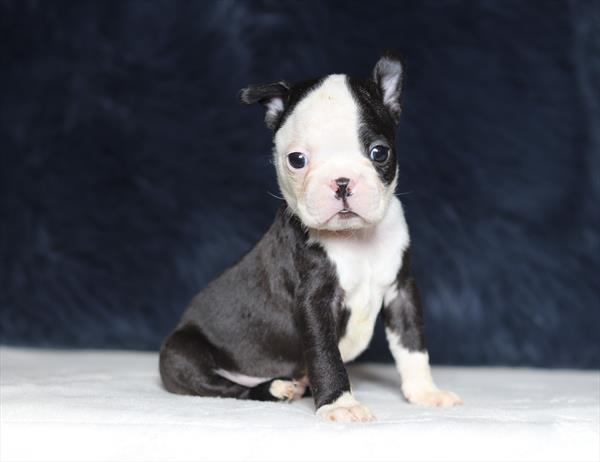 Boston Terrier (M) 2136 Image #2