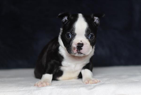 Boston Terrier (M) 5575 Image #2