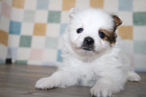 Pomeranian (M) 5581 Image #2