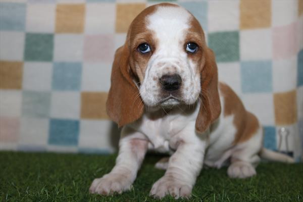 Basset Hound (F) 2135 Image #2