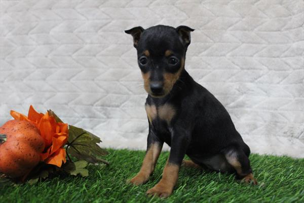 Miniature Pinscher (F) 5605 Image #1