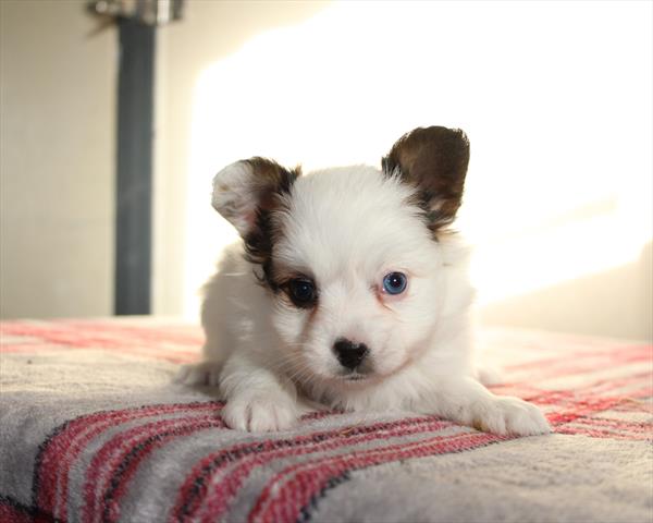 Papillon (M) 5580 Image #1