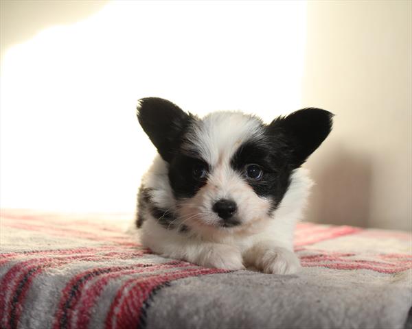 Papillon (M) 2158 Image #2