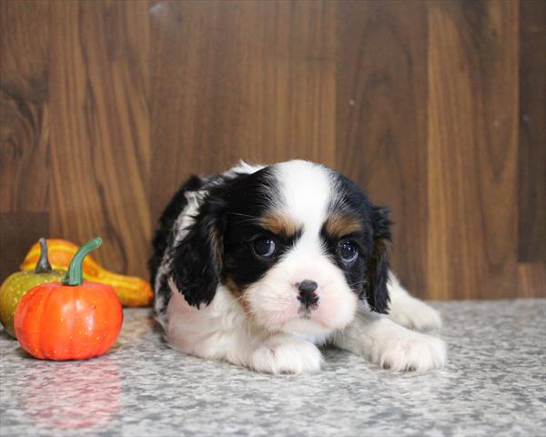 Cavalier King Charles Spaniel (F) 5592 Image #2