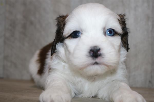 Lhasa Apso (M) 2138 Image #2