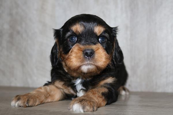 Cavalier King Charles Spaniel (M) 2137 Image #2