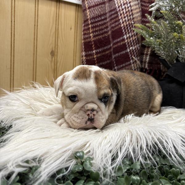 English Bulldog (F) 5578 Image #2
