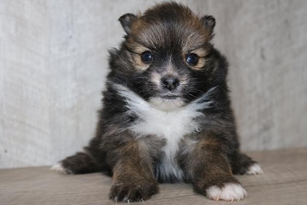 Pomeranian (F) 2141 Image #2