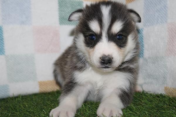 Huskimo (M) 5589 Image #2