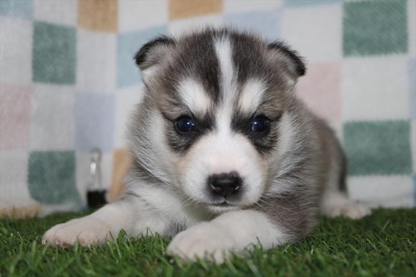 Huskimo (M) 2154 Image #2