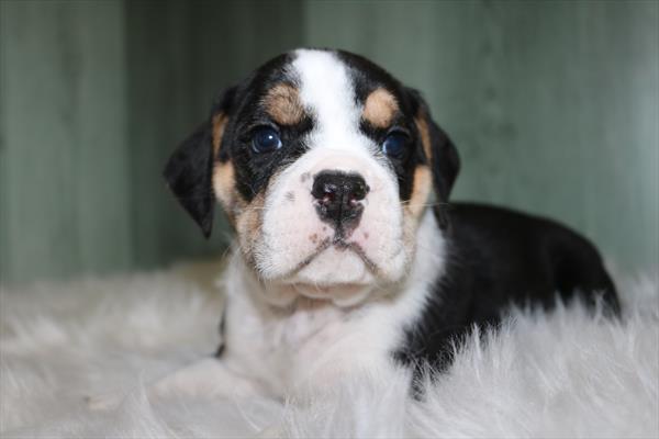 Bulldog Mini (M) 2147 Image #1