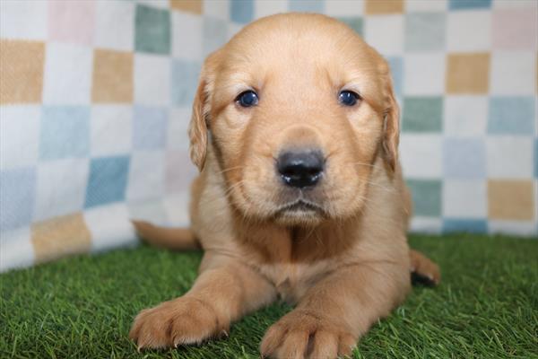 Golden Retriever (M) 5604 Image #1