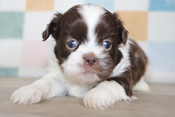 Shih Tzu (F) 2151 Image #2