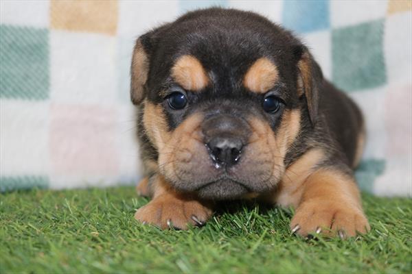 Bulldog Mini (F) 5584 Image #2