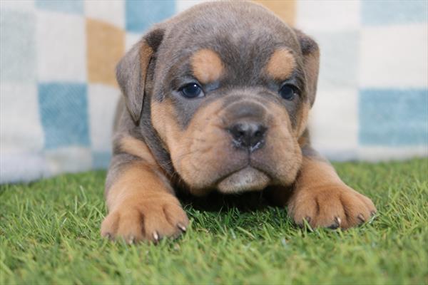 Bulldog Mini (F) 5601 Image #1