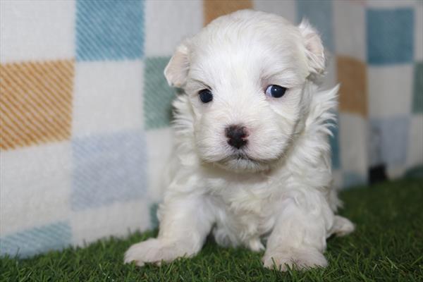 Maltese (F) 2145 Image #2