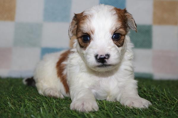 Yochon (M) 2170 Image #2