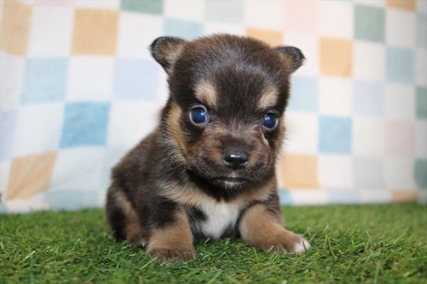 Froggie (M) 2169 Image #1