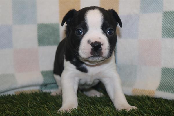 Boston Terrier (M) 5585 Image #2