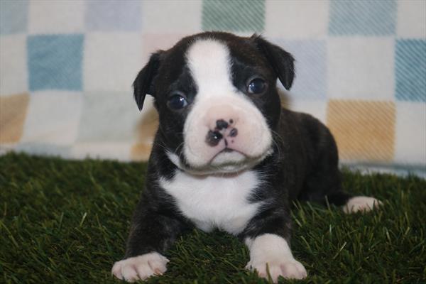 Boston Terrier (M) 2146 Image #2
