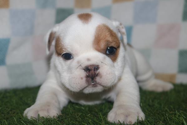 English Bulldog (F) 5603 Image #1