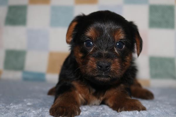 Yorkshire Terrier (M) 2144 Image #2